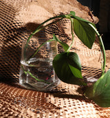 Great Fool -Citrine and the Queens  - Crystal candle